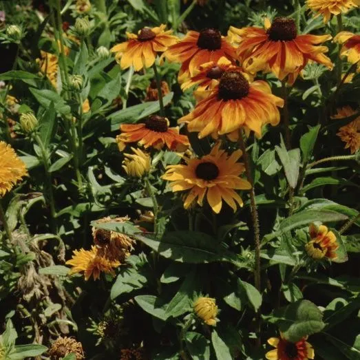 thumbnail for publication: Rudbeckia hirta Blackeyed Susan, Gloriosa Daisy